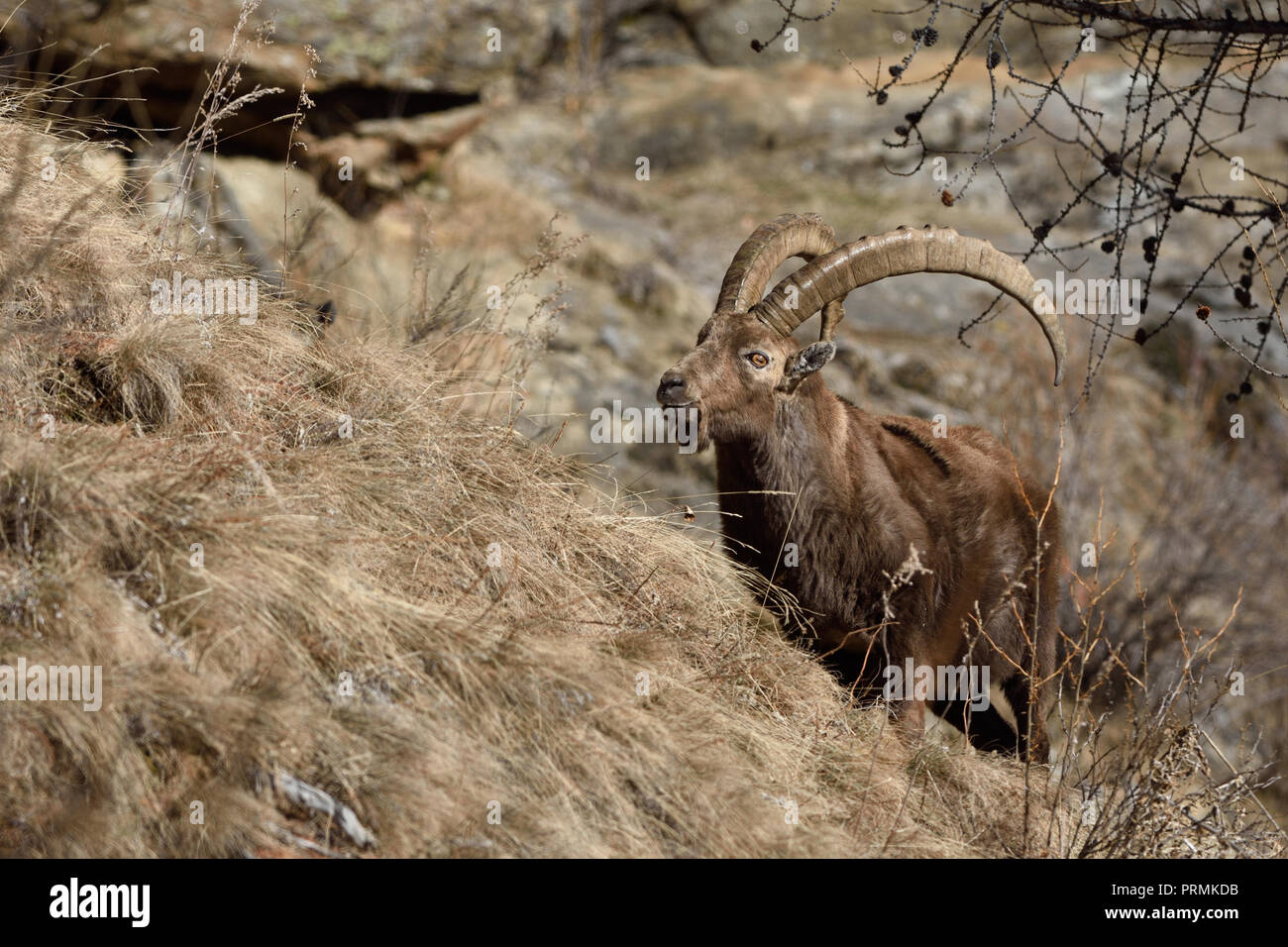 Ibex (Capra ibex) hoch. Nationalpark Gran Paradiso Stockfoto