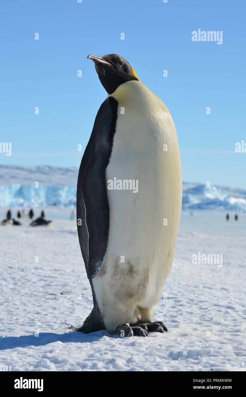 Kaiser Pinguin stehend auf Schnee. Klaren Tag. Close-up Stockfoto