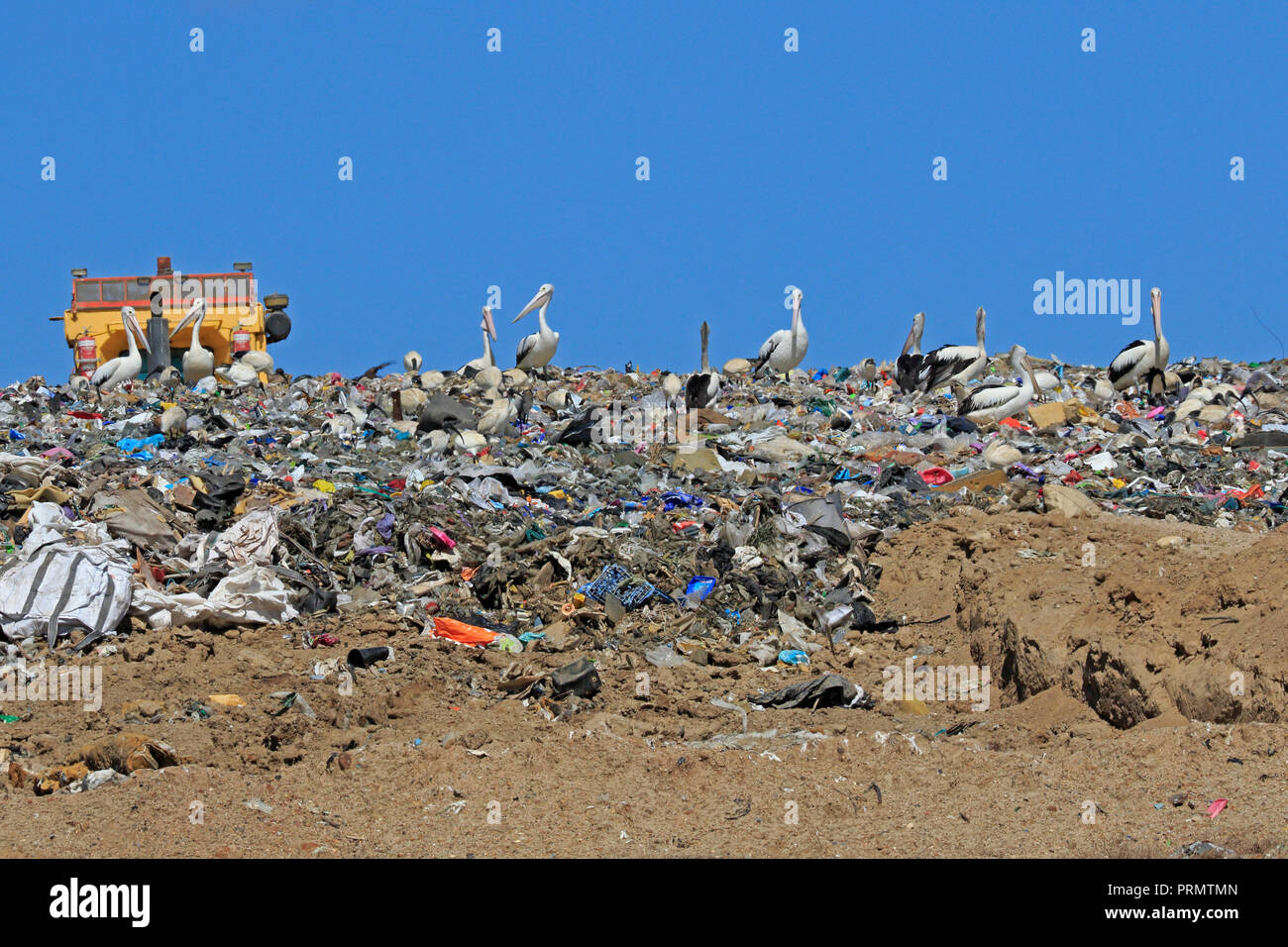 Australische Pelikane auf eine Mülldeponie in Mareeba Far North Queensland Australien Stockfoto