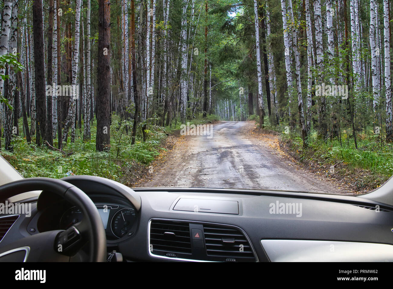 Reise auf einem Feldweg in einem Birkenwald. Blick aus dem Fenster Stockfoto