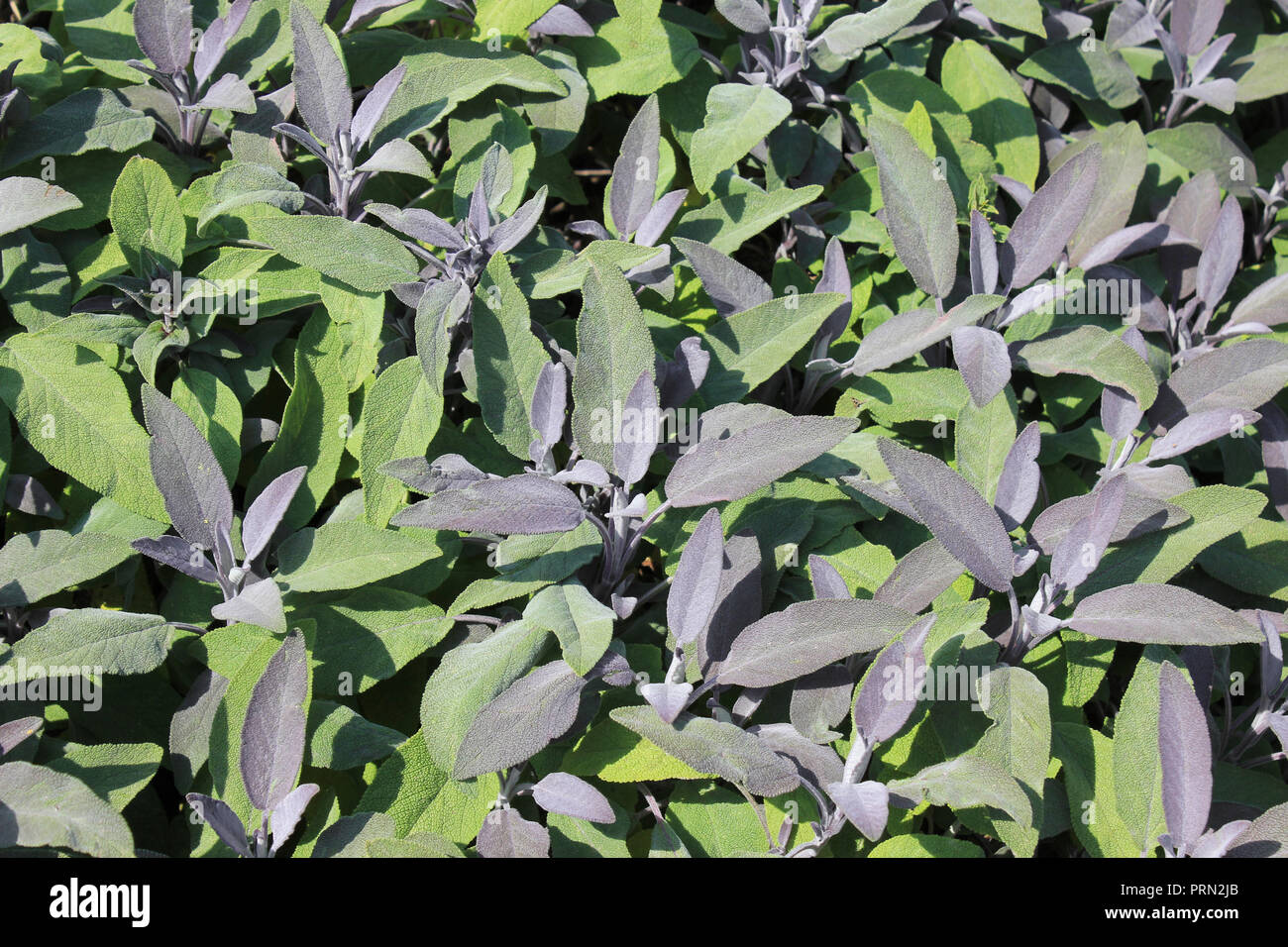 Lila Leaved Salbei Salvia officinalis 'pupurascens' Stockfoto