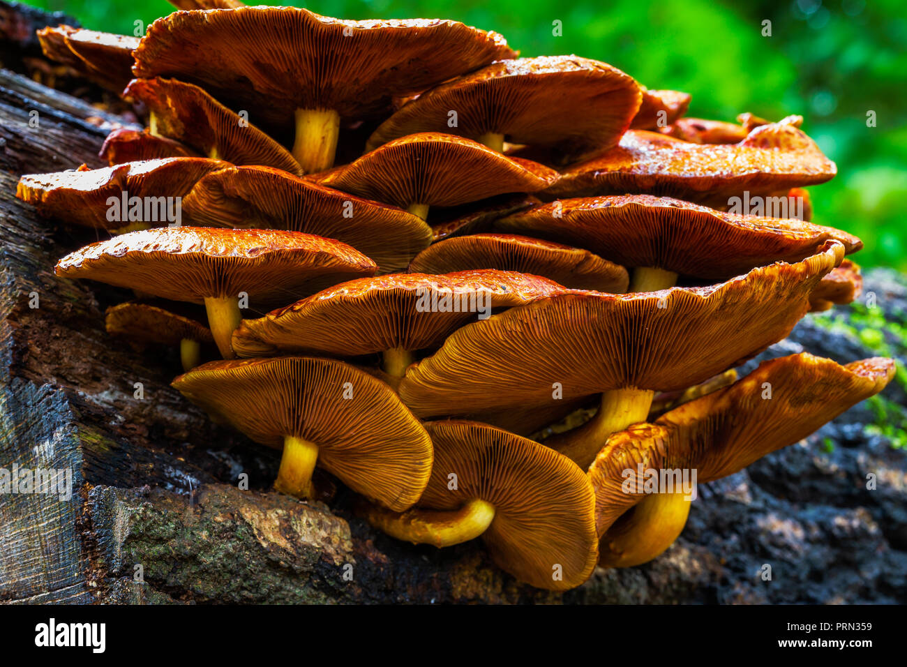 Armillaria Mellea Rot Braun Honig Pilze Stockfoto