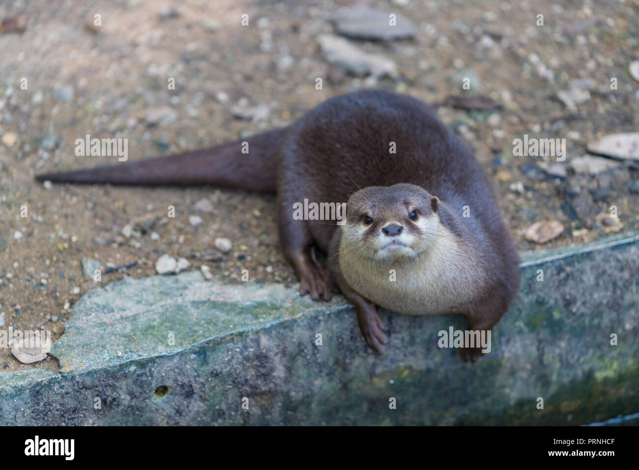Asiatische Small kratzte Otter im Zoo Stockfoto