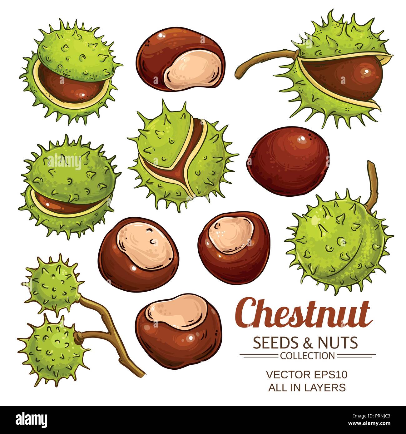 Chestnut Vektor auf weißem Hintergrund Stock Vektor
