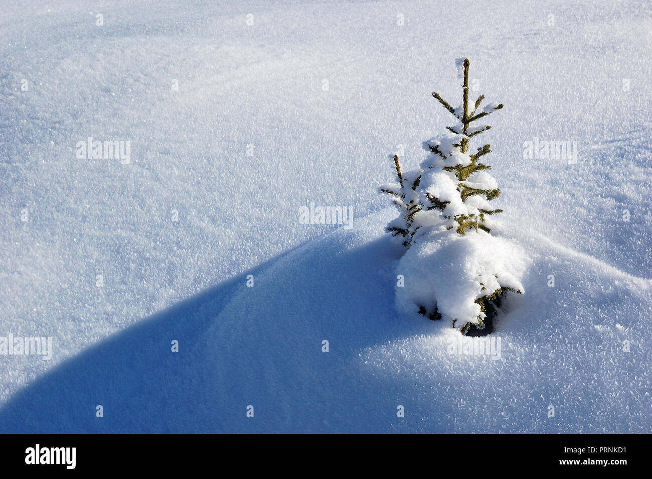 Eine kleine Tanne ist im Schnee - driftet. Ein Bild ist in Berge Karpaten, Ukraine. Stockfoto