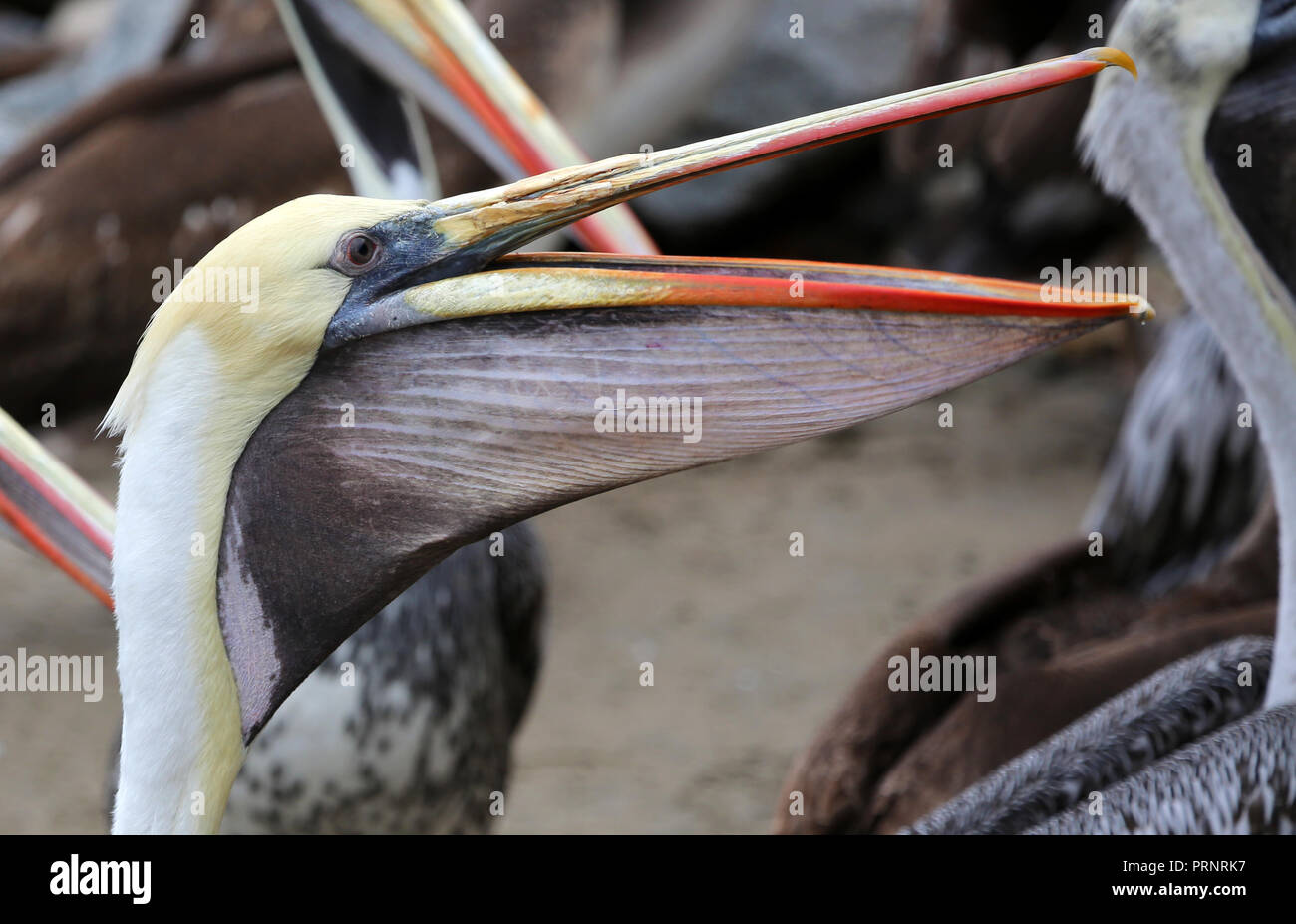 Nahaufnahme der weiße Pelikan mit offenen rötlich Schnabel und Kehle Tasche Stockfoto