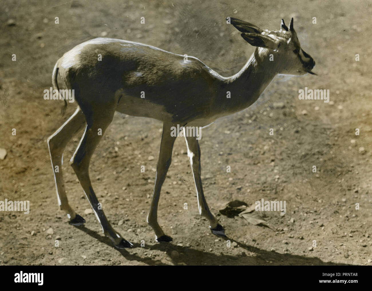 Soemmering Gazelle, 1930 Stockfoto
