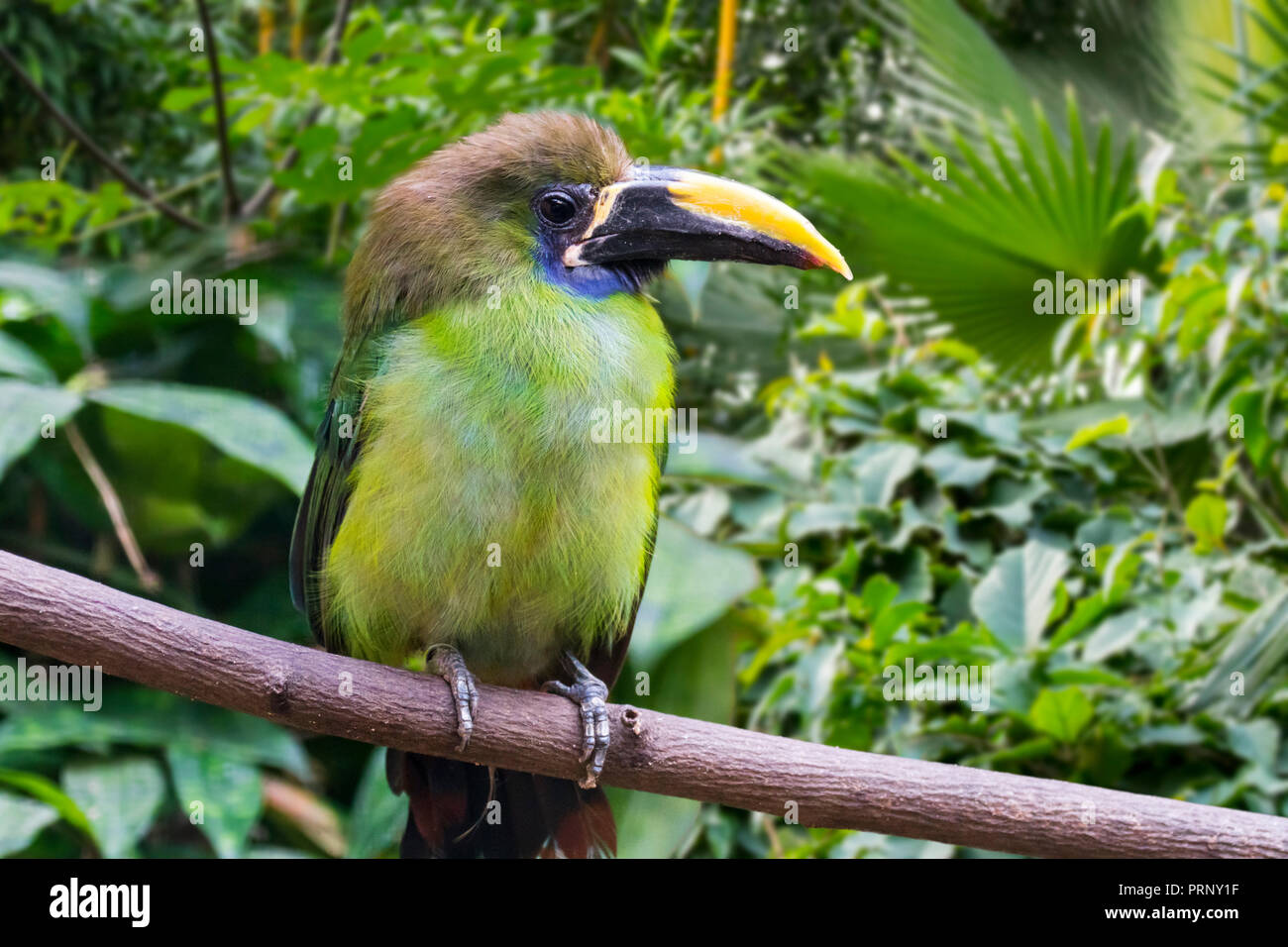 Blue-throated caeruleogularis toucanet (Aulacorhynchus) Native nach Costa Rica, Panama und Kolumbien Stockfoto