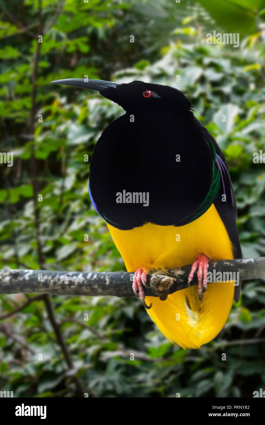 12 verdrahtete Bird-of-paradise (Seleucidis Melanoleucus) männlich im Baum gehockt, beheimatet in Neuguinea und Salawati Island, Indonesien Stockfoto