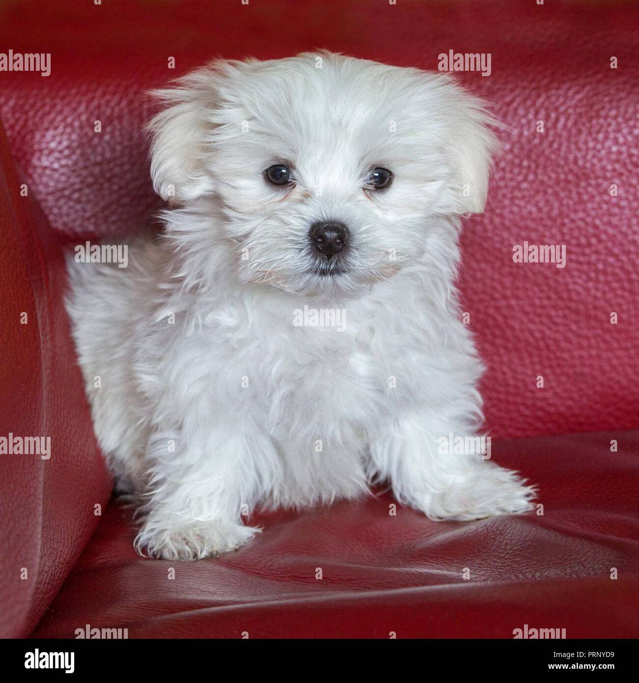 Cute white Malteser Welpe (Canis familiaris) Maelitacus im Sofa zu Hause Stockfoto