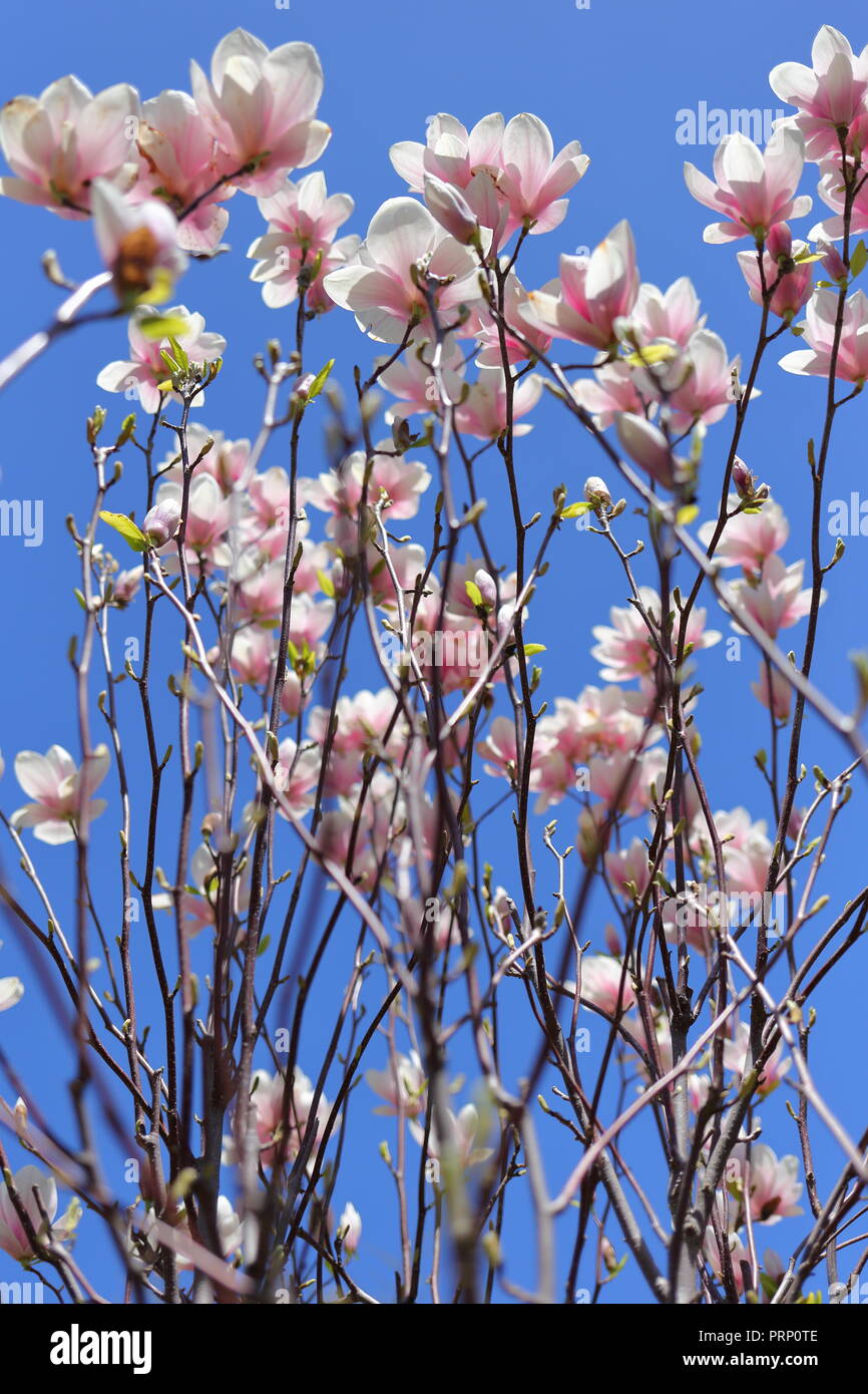Magnolia × Soulangeana (Untertasse Magnolia) ist ein Pflanzenart aus der Gattung Magnolia und Familie Magnoliaceae. Stockfoto