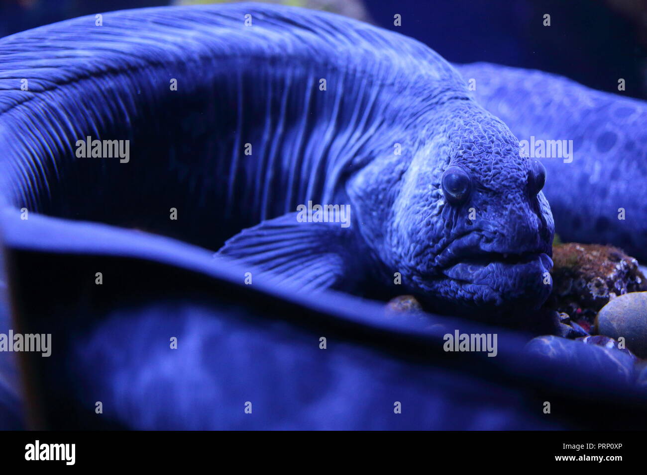 Schuß von Giant Moray Aal in Ripley's Aquarium, Toronto, CA. Stockfoto
