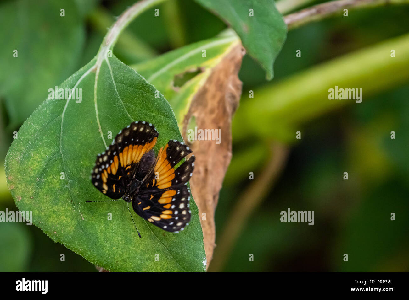 Grenzt Patch (Chlosyne wildlfower lacinia) in einem Garten in Oklahoma Stockfoto