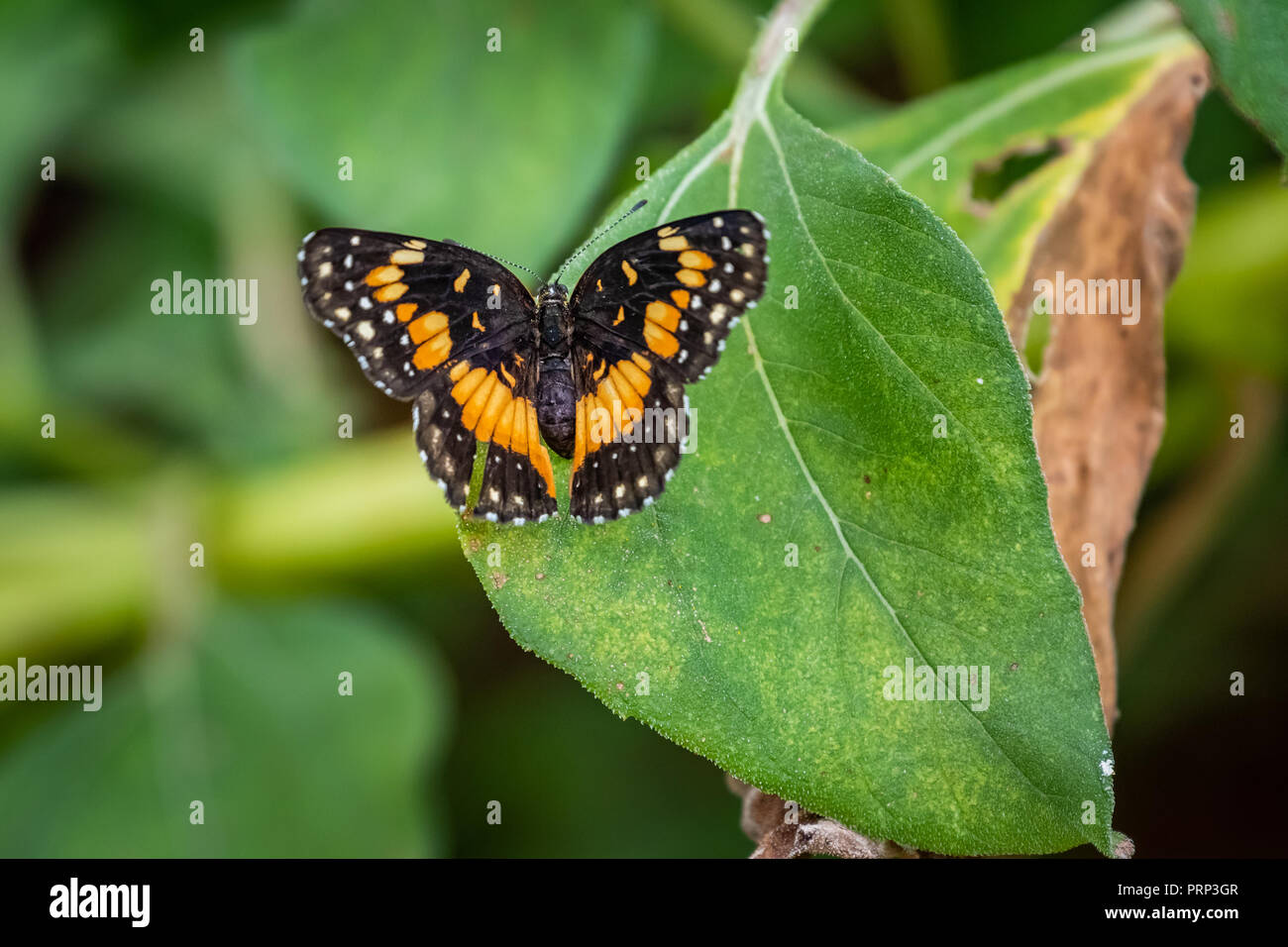 Grenzt Patch (Chlosyne wildlfower lacinia) in einem Garten in Oklahoma Stockfoto
