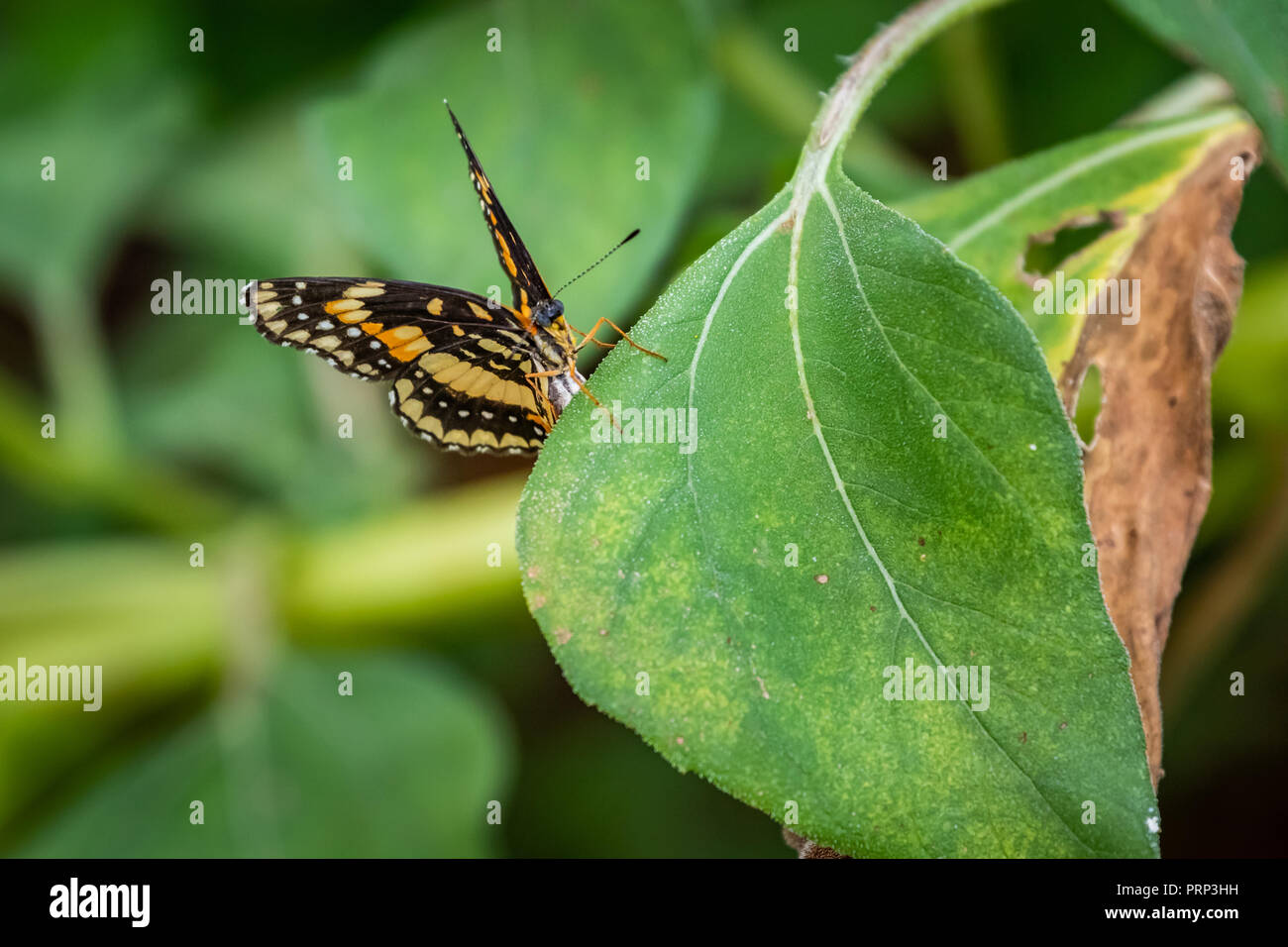 Grenzt Patch (Chlosyne wildlfower lacinia) in einem Garten in Oklahoma Stockfoto