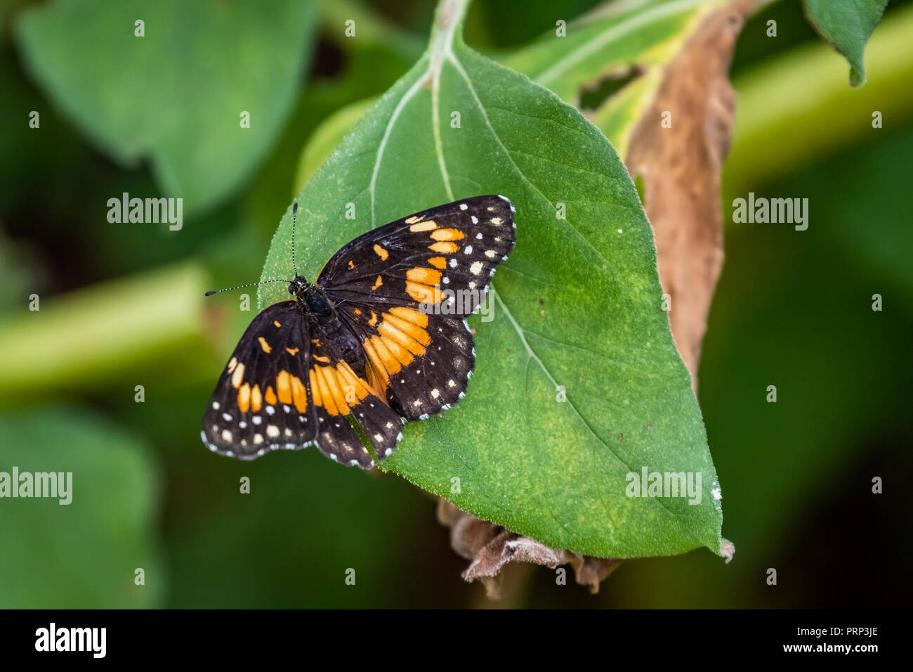 Grenzt Patch (Chlosyne wildlfower lacinia) in einem Garten in Oklahoma Stockfoto