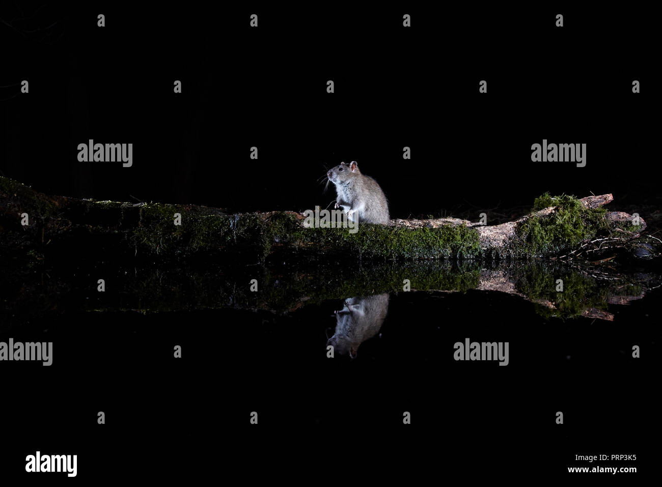 Zwei braune Ratten Rattus norvegicus, in einem Pool wider. Mit einer entfernten Wildlife DSLR-Kamera und Blitz fotografiert. Stockfoto