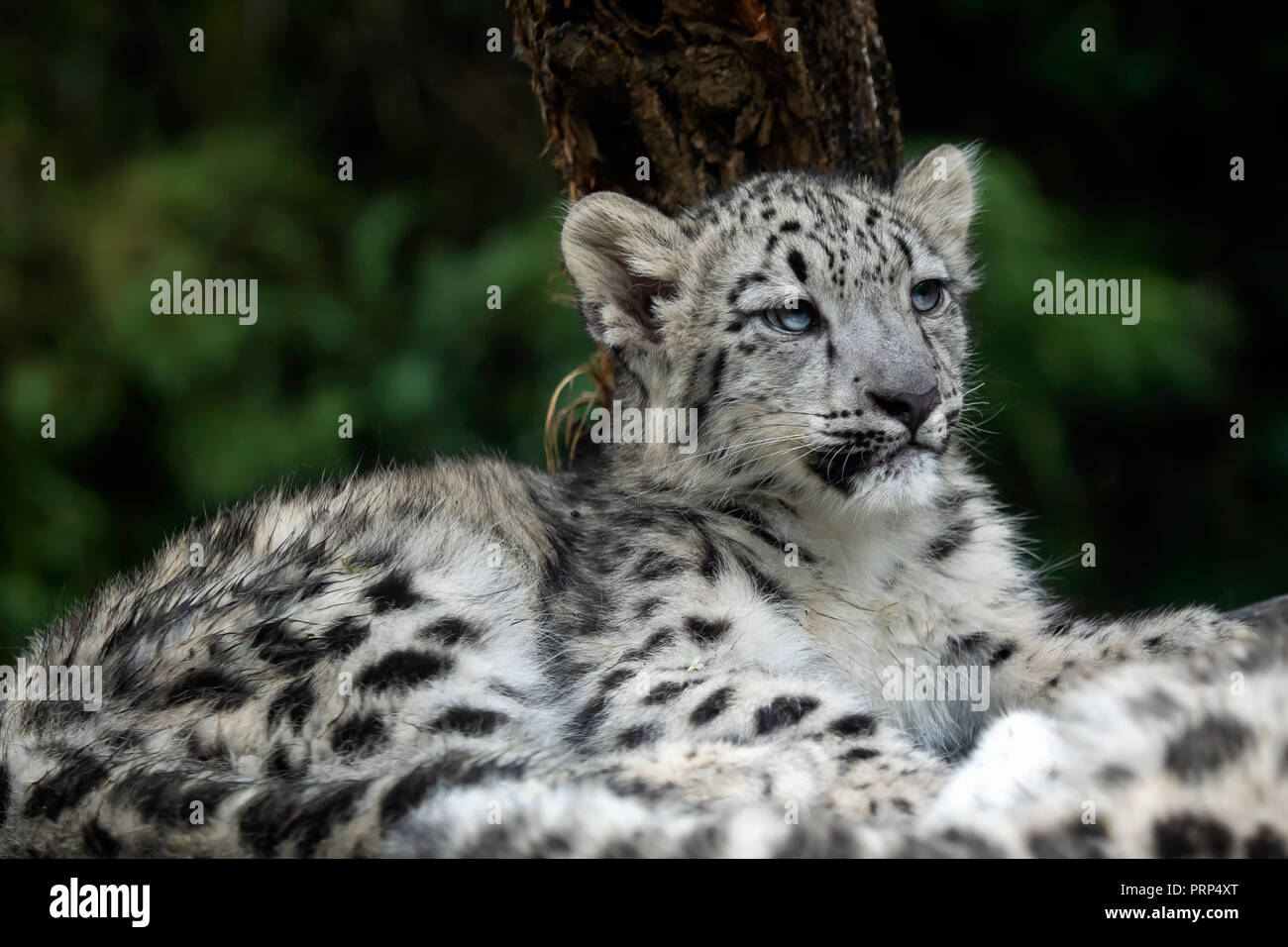 Baby snow leopard (Panthera uncia). Junge snow leopard. Stockfoto