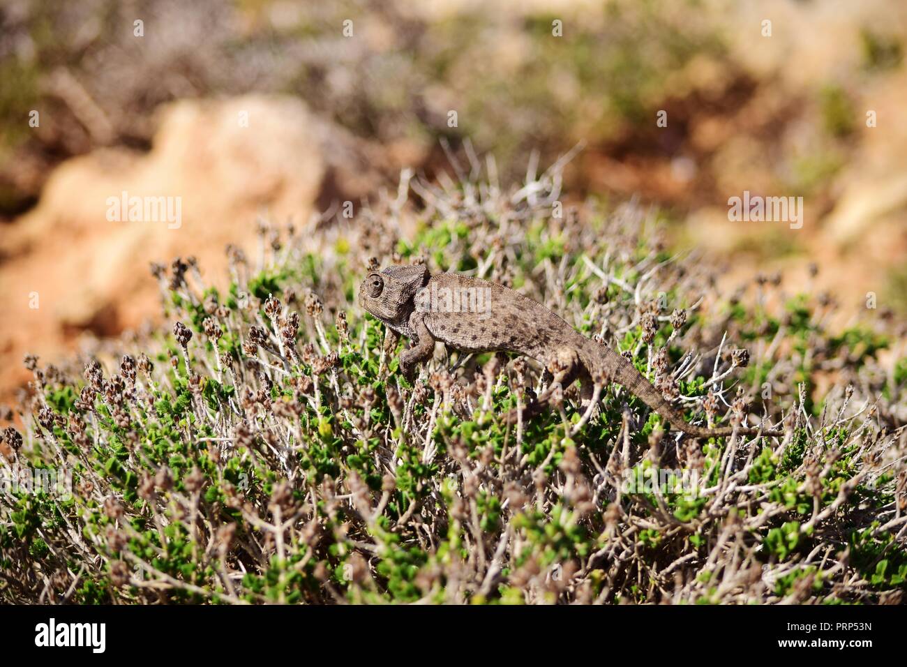 Eine mediterrane Chameleon (Chamaeleo chamaeleon) wandern mit Sonnenbaden auf einer mediterranen Thymian Strauch, garigue Vegetation, braun Camouflage, in Malta Stockfoto