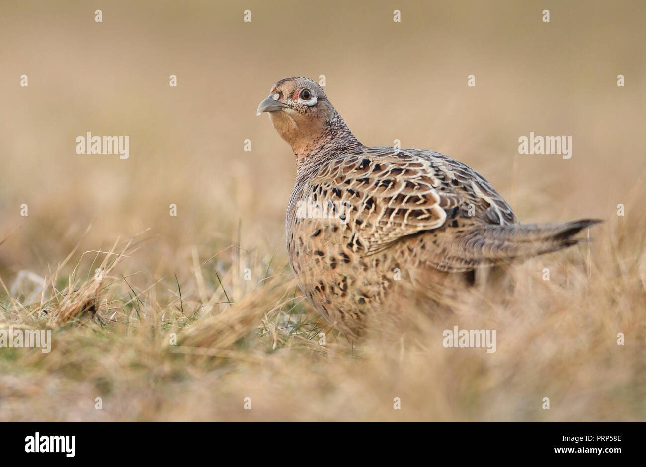 Ringneck Fasan (Phasianus colchicus), Buchse Stockfoto