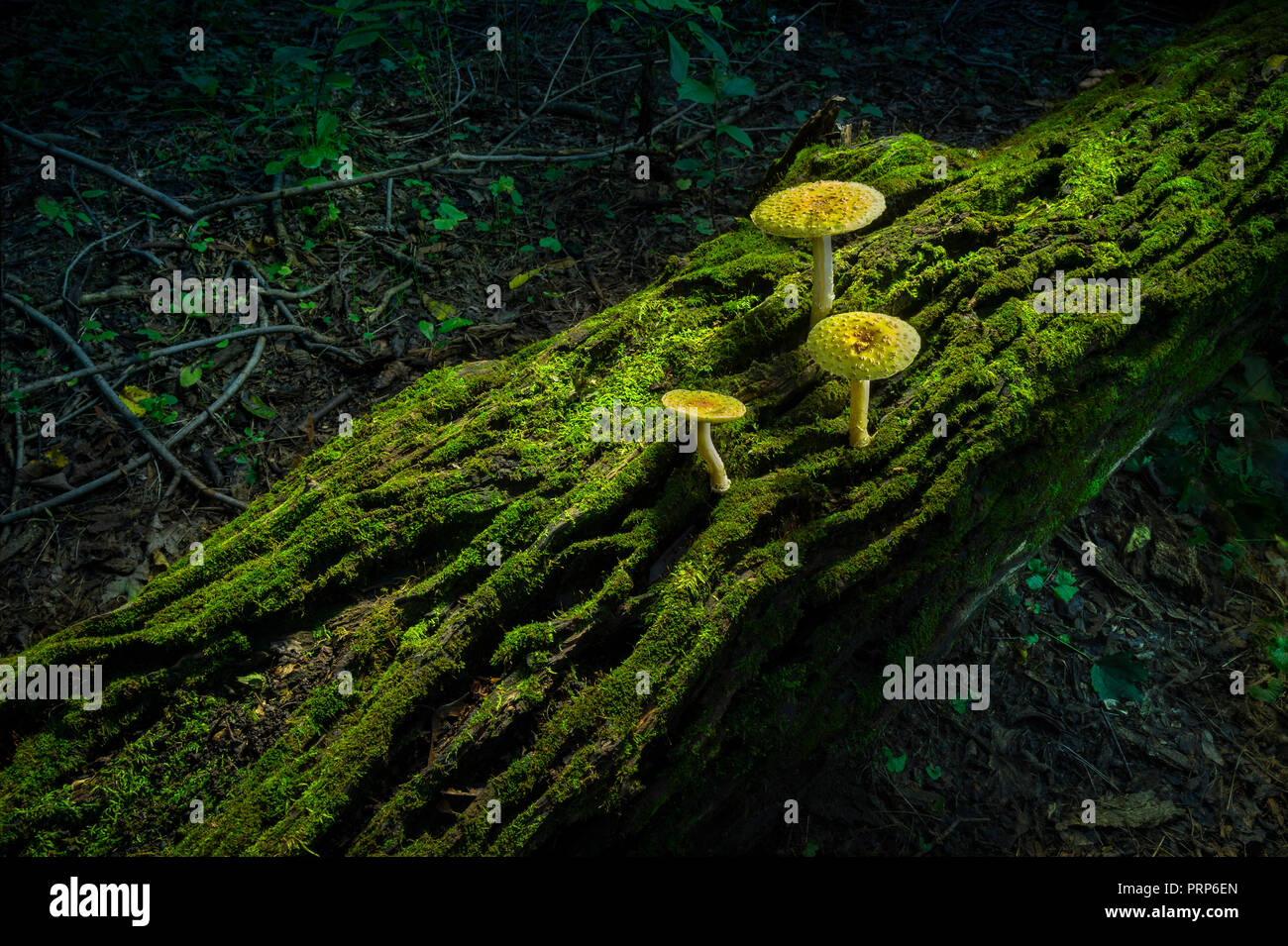 Drei Pilze auf Moosigen Log In Wald, Pennsylvania, USA Stockfoto