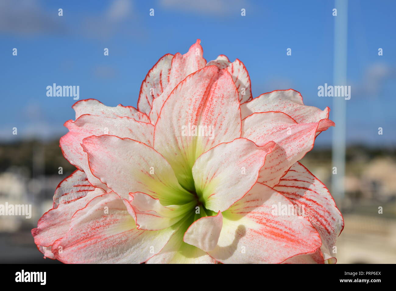 Amaryllis Aphrodite in voller Blüte, blühende Blume, Blüte weiß mit roten Rändern und Blush Pink petal Tipps. In Dach Garten Topf gewachsen Stockfoto