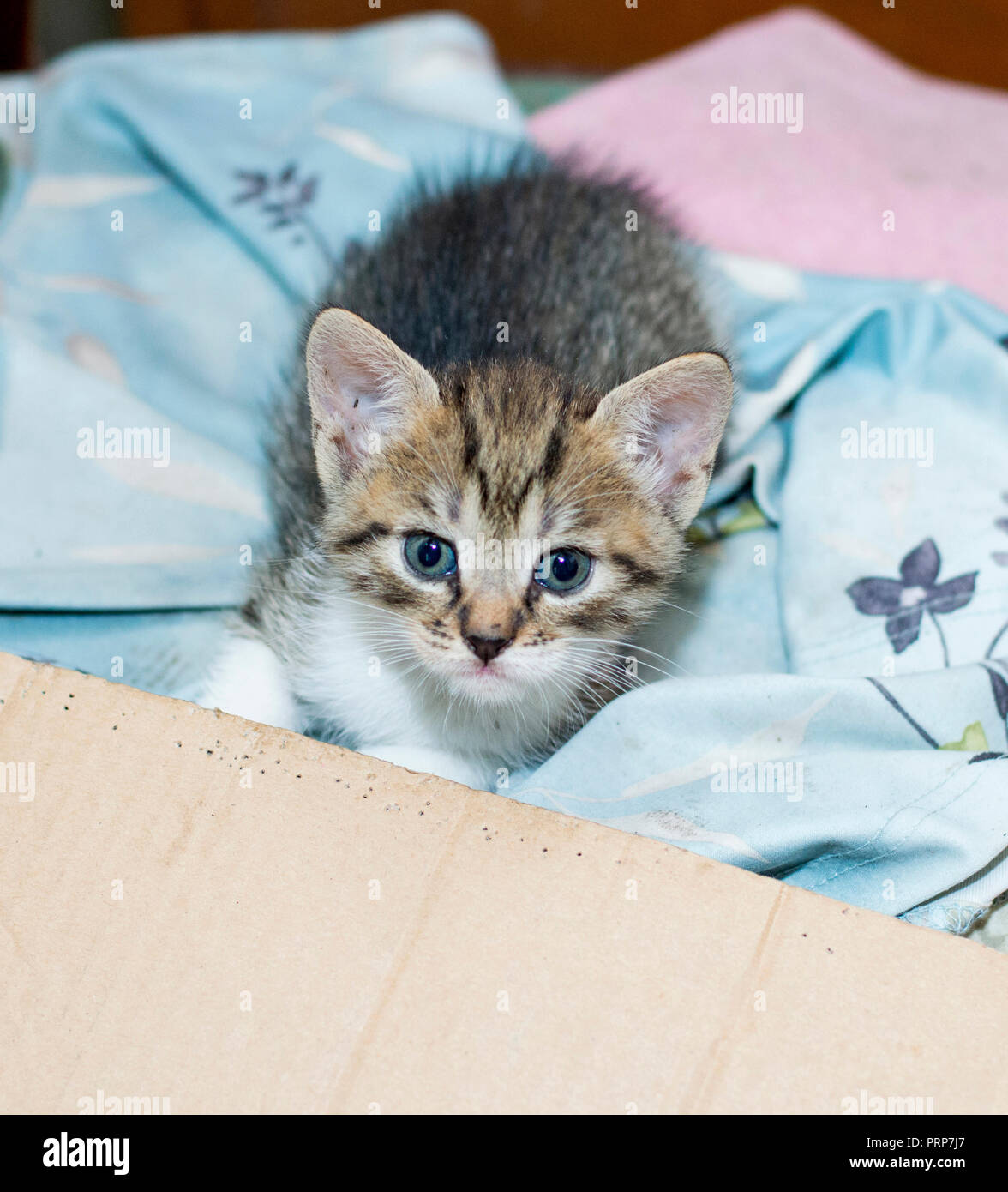 Schöne heimatlose Kätzchen in einer Box, ist das Thema schöne Kitten auf der Straße Stockfoto