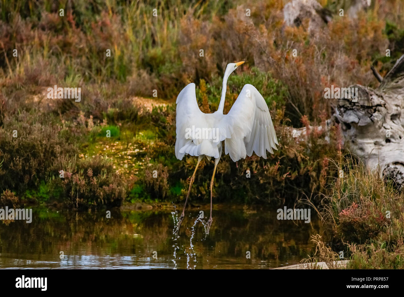 Silberreiher' Ardea alba" im Naturschutzgebiet namens 'Marismas del Odiel" in Huelva, Andalusien, Spanien Stockfoto