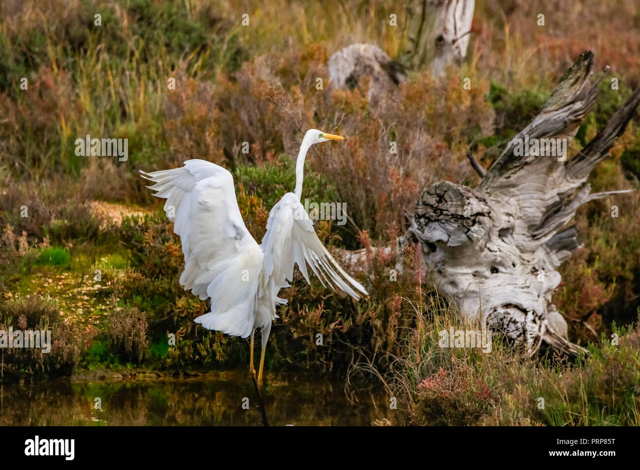 Silberreiher' Ardea alba" im Naturschutzgebiet namens 'Marismas del Odiel" in Huelva, Andalusien, Spanien Stockfoto