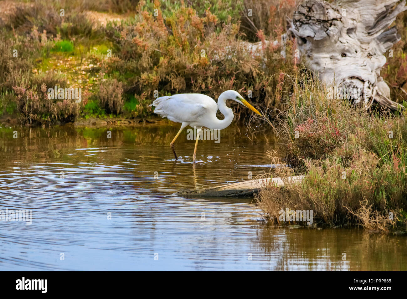 Silberreiher' Ardea alba" im Naturschutzgebiet namens 'Marismas del Odiel" in Huelva, Andalusien, Spanien Stockfoto