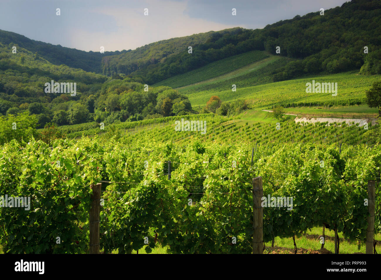 Österreichischer Wein Land in der Nähe von Wien auf dem atemberaubenden Kahlenberg, im schönen Licht berühmten europäischen Wein Region Landschaft Stockfoto