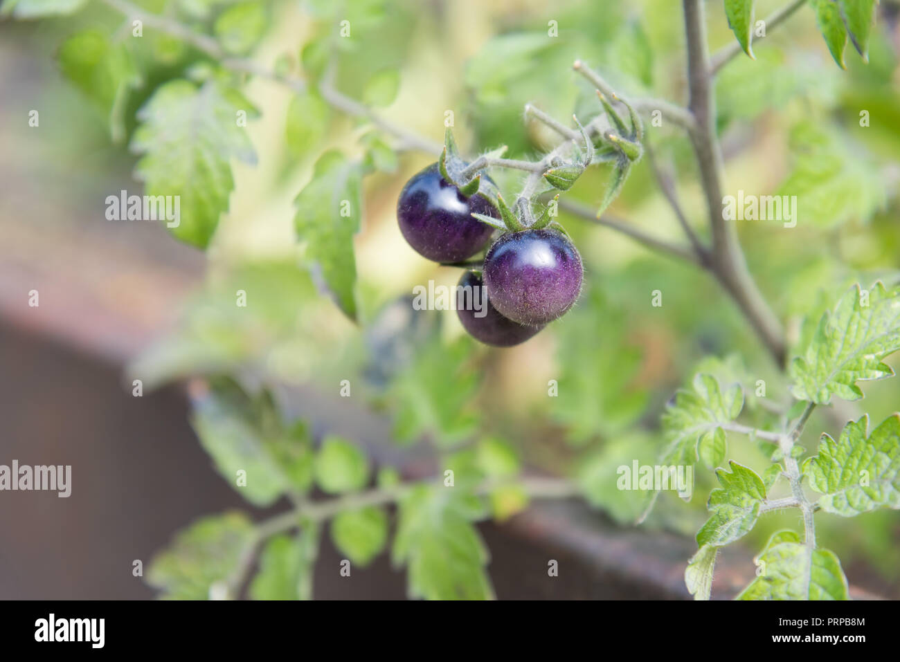 Kleine lila farbige Kirschtomaten auf tomatenpflanze im Garten im Spätsommer Stockfoto