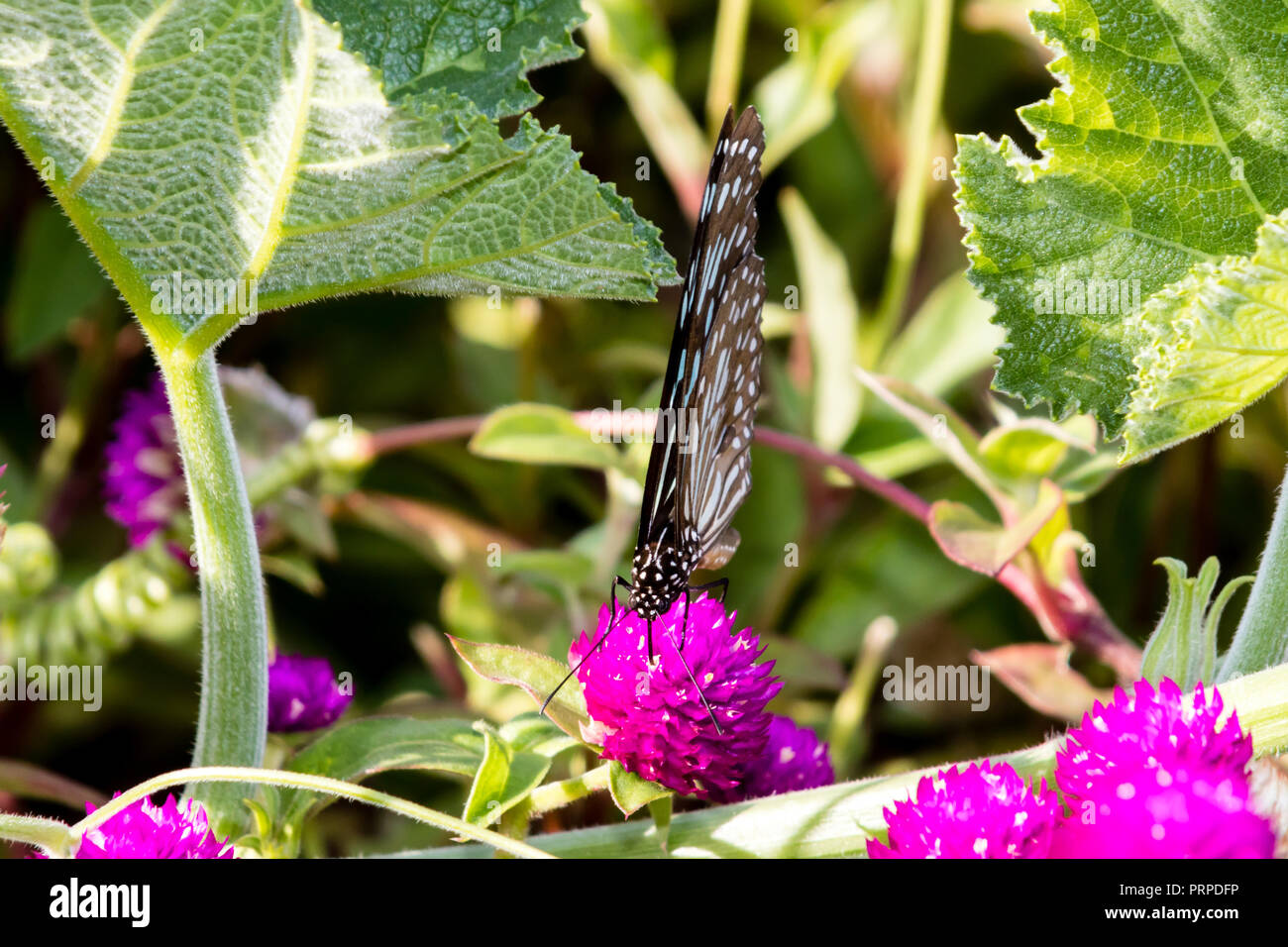 Schmetterling, Blau Tiger (Tirumala limniace) aus Kerala in Indien Stockfoto