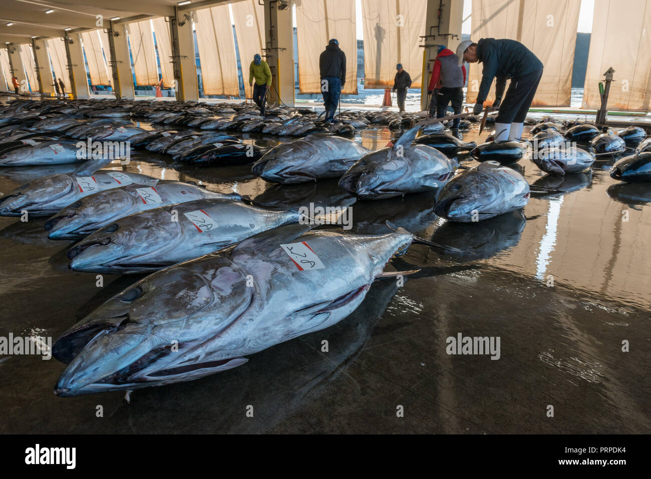 Fischmarkt in Katsuura, Japan der zweitgrößte, in Wakayama, Japan Stockfoto