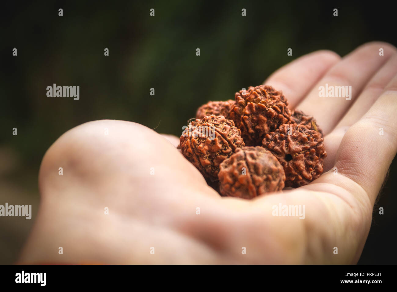 Große Fünf Gesicht Rudraksh Saatgut Makro in der Hand der Ernte Stockfoto