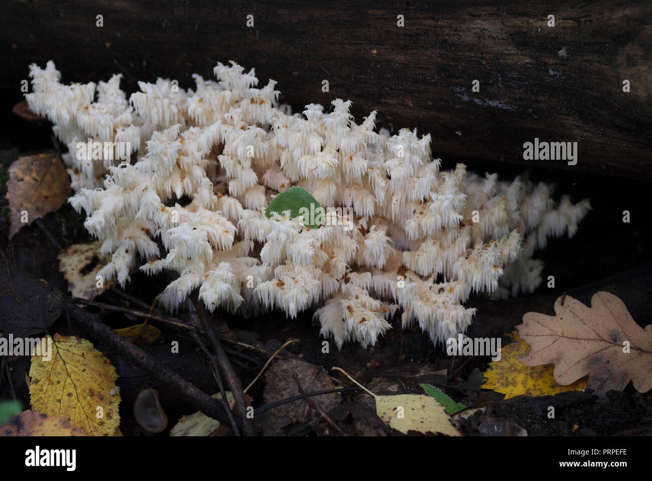 Seltene Pilze wachsen auf einem Moosigen Baum. Hericium clathroides. Stockfoto