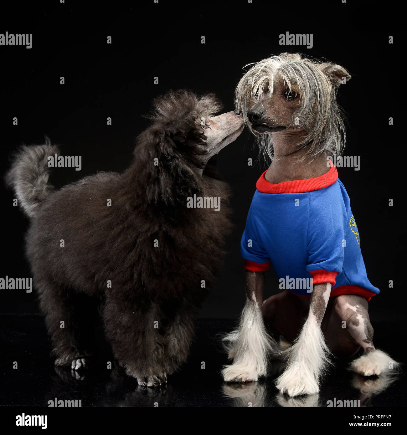 Zwei Hunde liebt einander in einem dunklen Studio Stockfoto