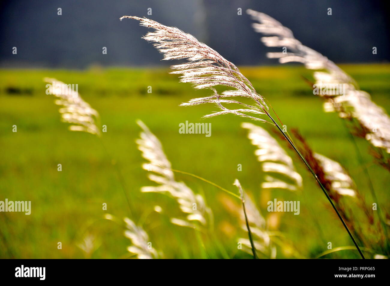 Herbst Wind - Schilf im Wind - Reisfelder in VietNam Dörfer Stockfoto