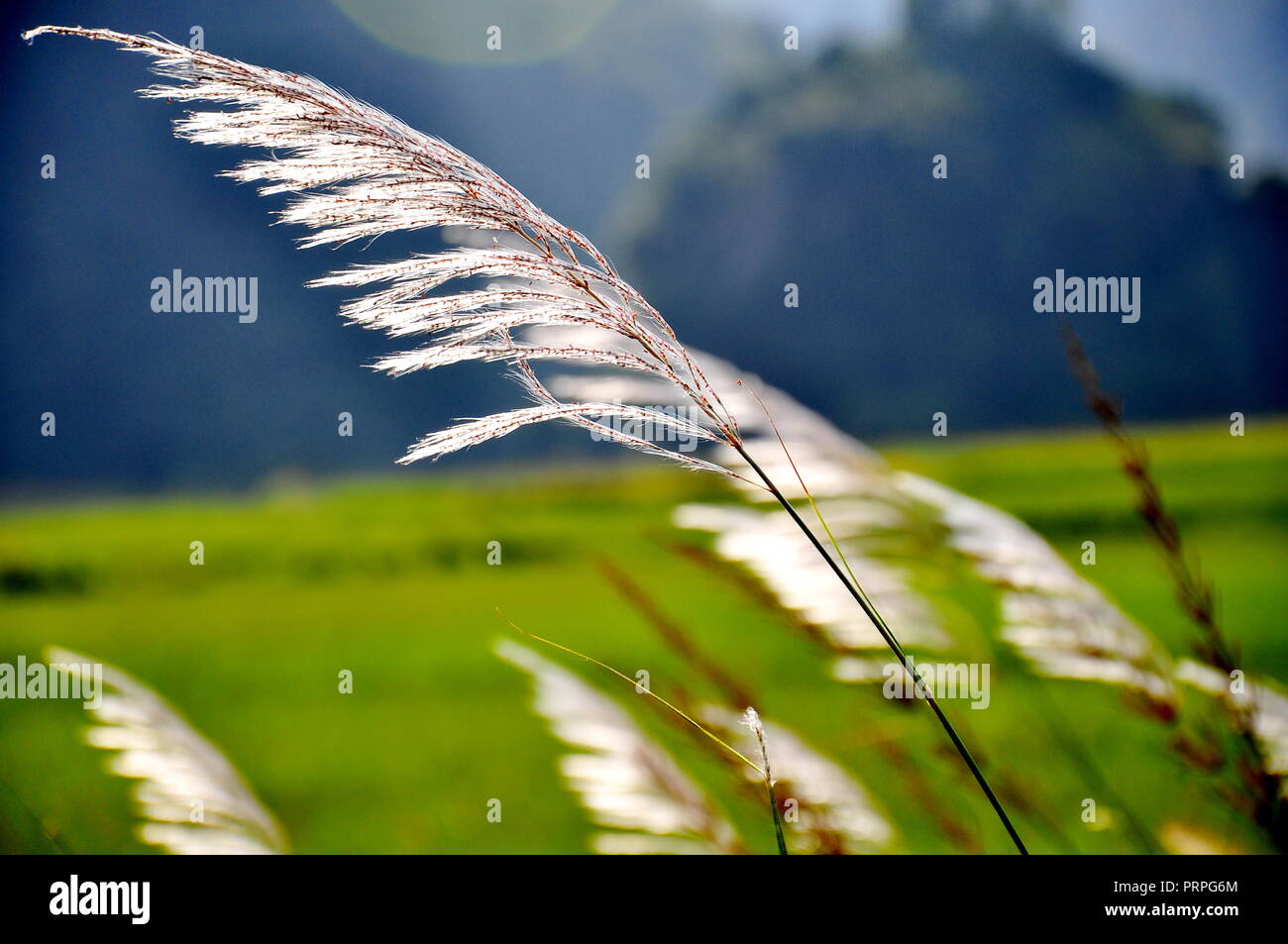 Herbst Wind - Schilf im Wind - Reisfelder in VietNam Dörfer Stockfoto