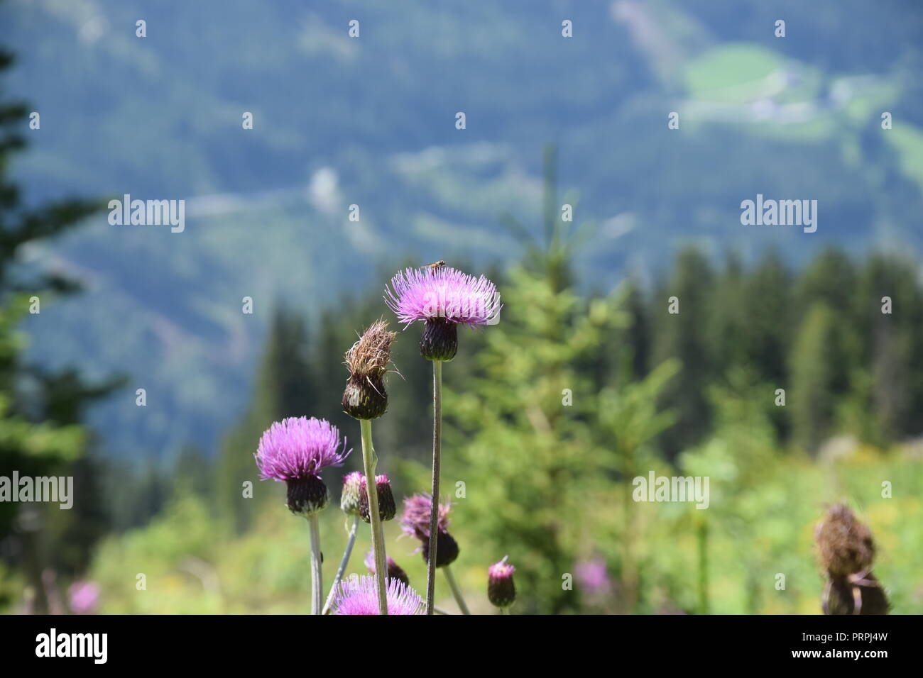 Distel mit Insekten Stockfoto