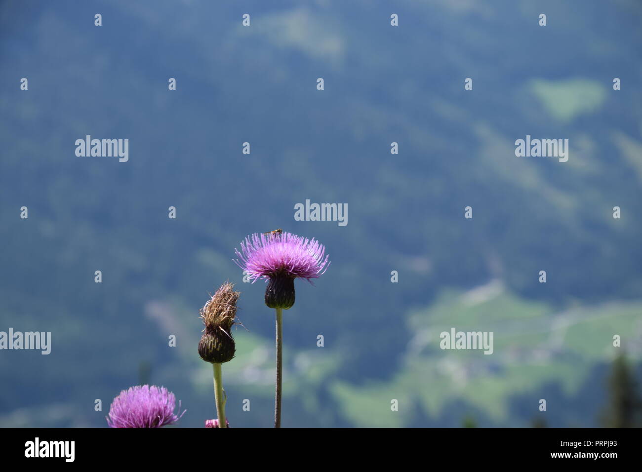 Distel mit Insekten Stockfoto