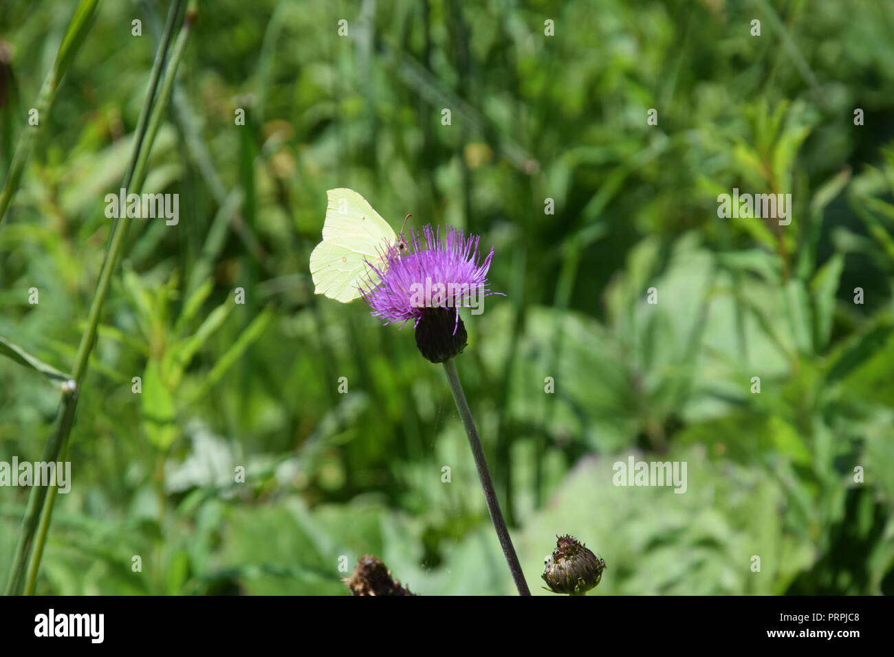 Distel mit Insekten Stockfoto