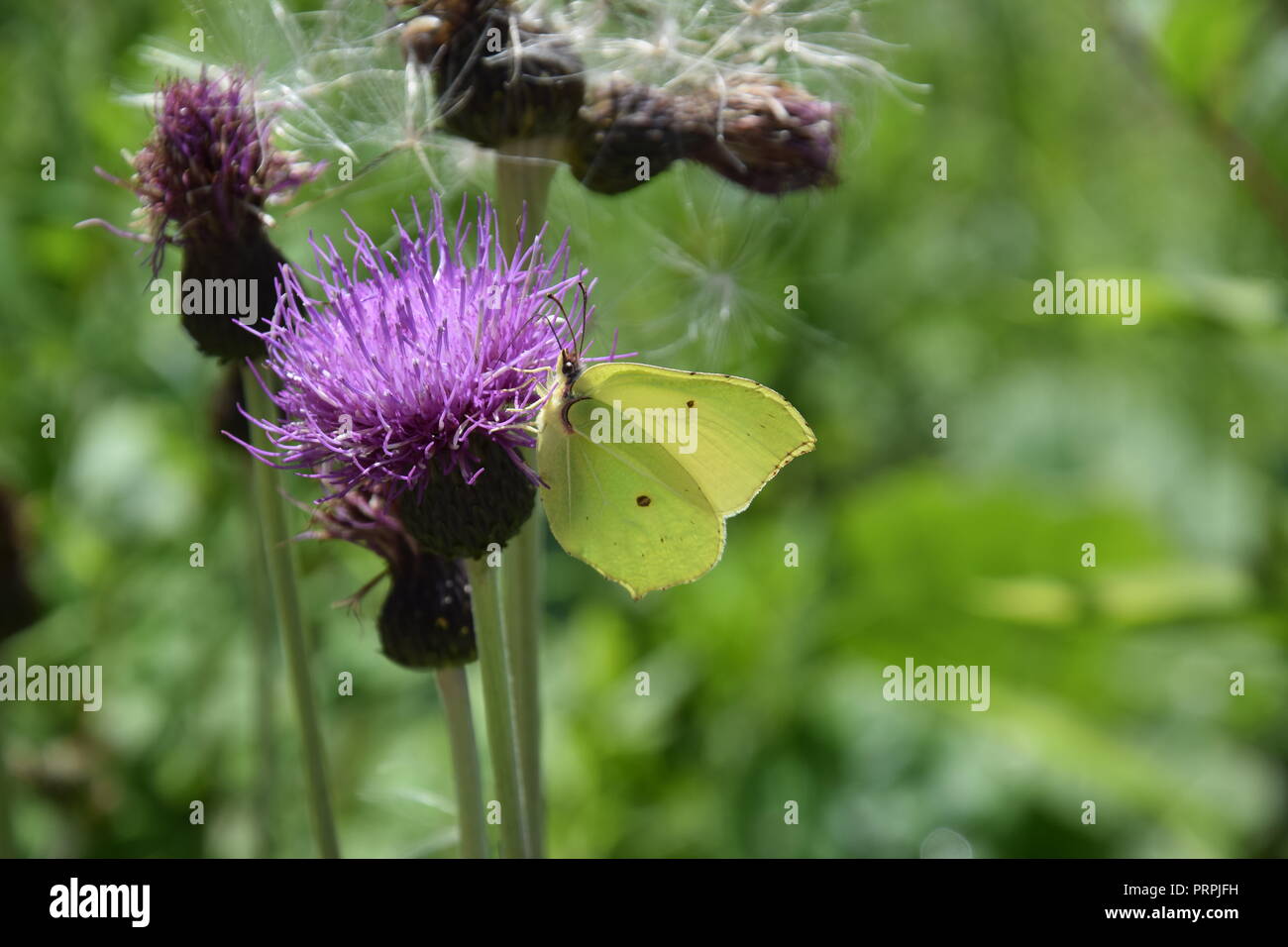 Distel mit Insekten Stockfoto