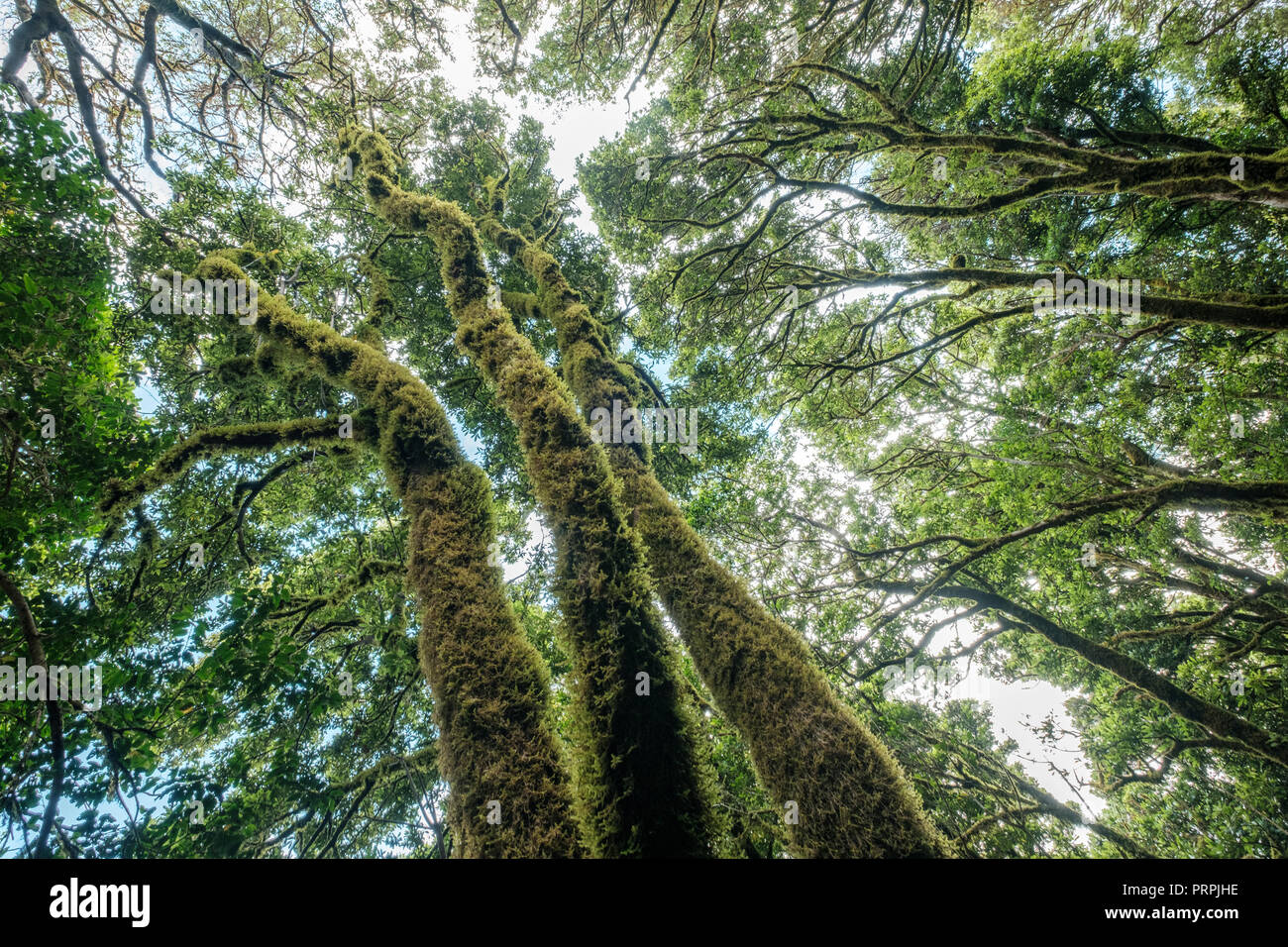 Evergreen Laurel Wald. Bäumen bedeckt mit Moos und Flechten, Anaga ländlichen Park im Nordosten von Teneriffa Kanarische Inseln Spanien Stockfoto