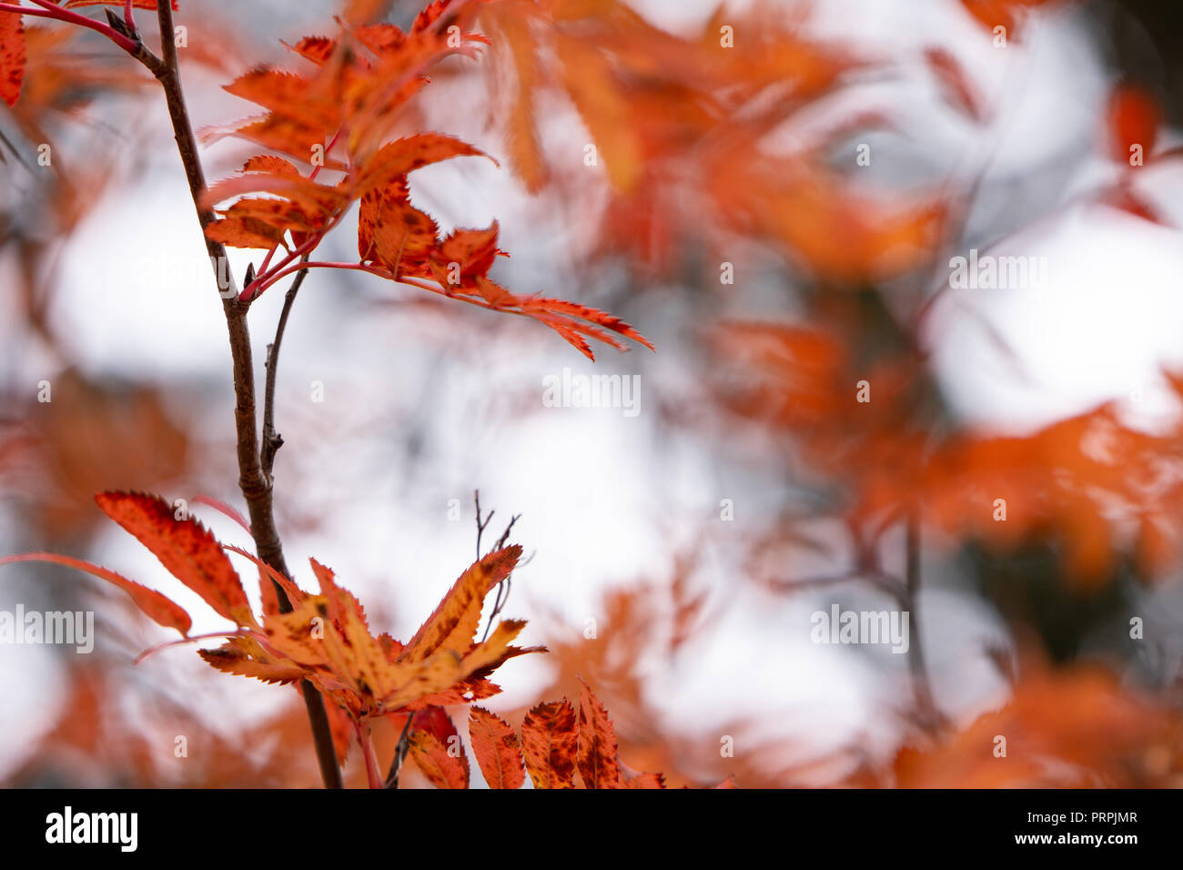 Eberesche (Sorbus aucuparia) Blätter im Herbst Farben. Stockfoto