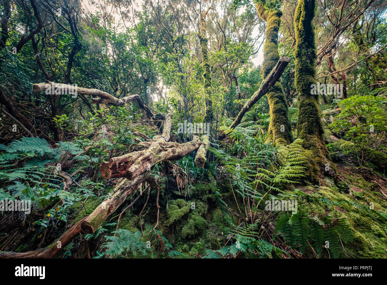 Lorbeer im dichten Wald, Regenwald Stockfoto
