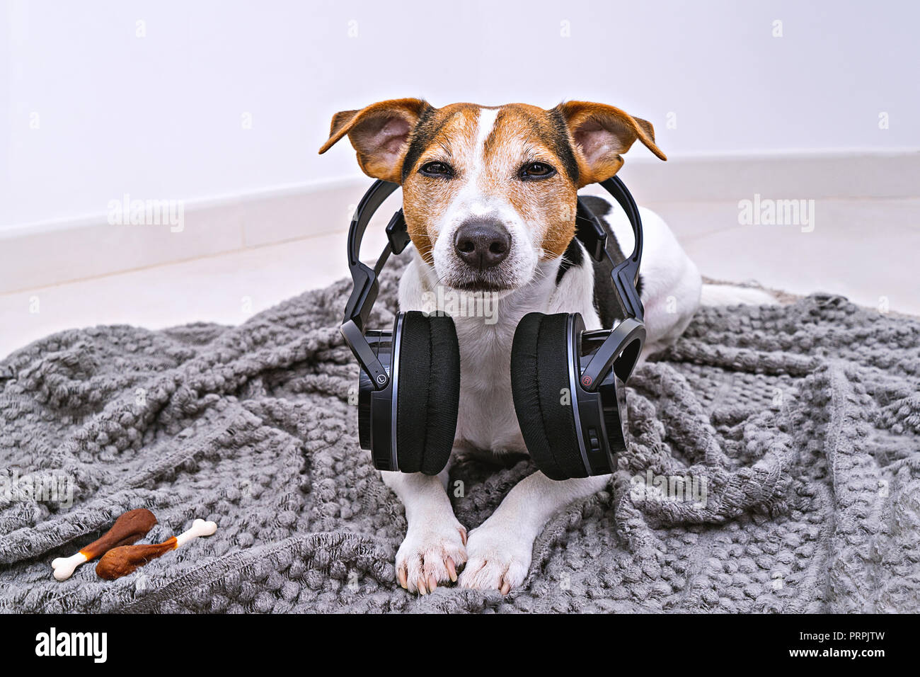 Adorable Jack Russell Hund liegt in drahtlosen Kopfhörern auf gemütlichen  Decke. Hund hat Angst vor lauten Geräuschen Konzept Foto Stockfotografie -  Alamy