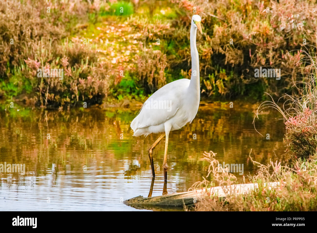 Silberreiher' Ardea alba" im Naturschutzgebiet namens 'Marismas del Odiel" in Huelva, Andalusien, Spanien Stockfoto