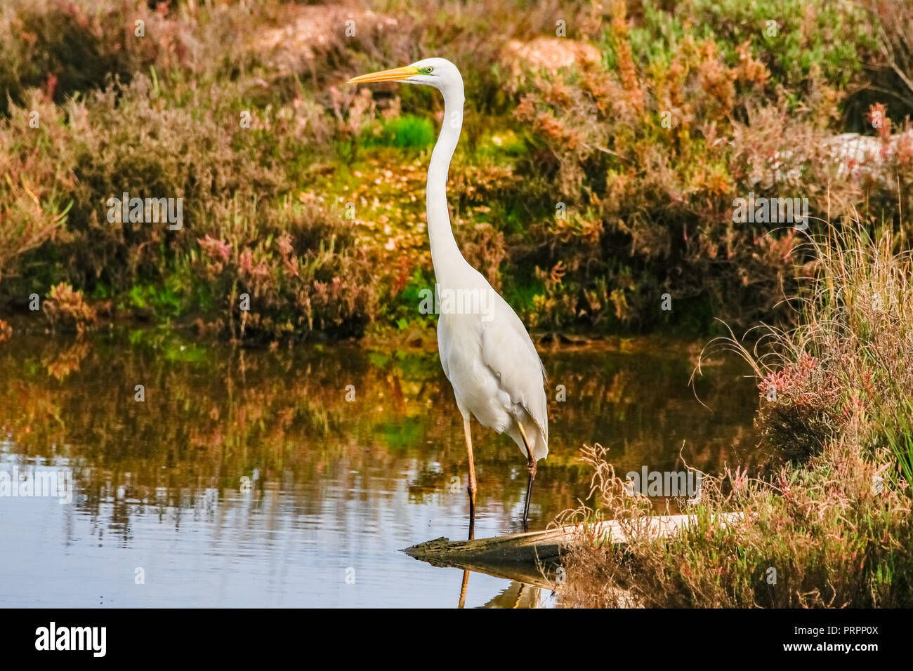 Silberreiher' Ardea alba" im Naturschutzgebiet namens 'Marismas del Odiel" in Huelva, Andalusien, Spanien Stockfoto