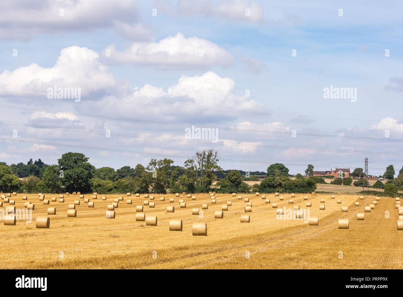 Sonnige, helle Landschaft, die Erntezeit erfasst: Runde Heu-/Strohballen im britischen Feld, Anfang August, flauschige cumulus-wolken am blauen Himmel. Stockfoto